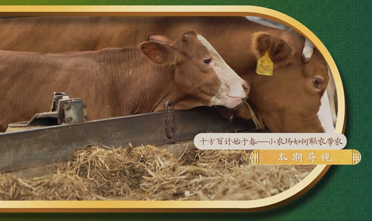 鄉(xiāng)土中國-墾地融合在行動第二季-3：《小農場如何聯(lián)農帶農》